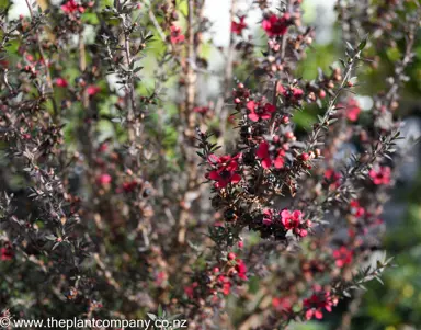 leptospermum-red-ensign--4