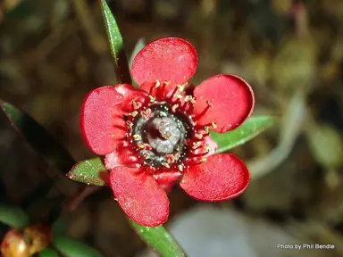 leptospermum-red-ensign-