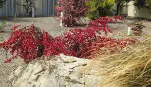 leptospermum-red-falls--1