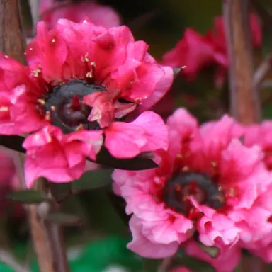 leptospermum-rosy-morn-