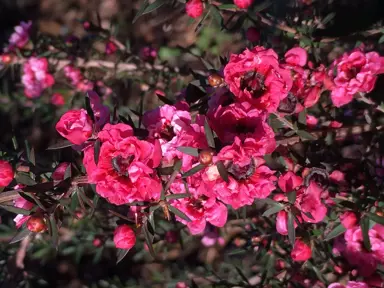 leptospermum-rosy-morn-1