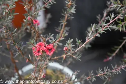 leptospermum-rosy-morn-3