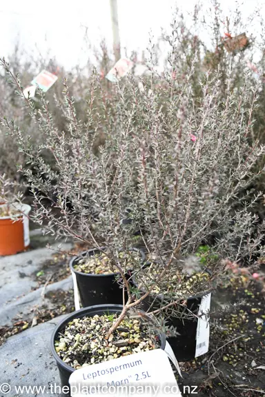 leptospermum-rosy-morn-4