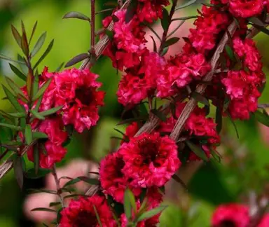 Leptospermum scoparium Winter Cheer plant with double, dark red-pink flowers.