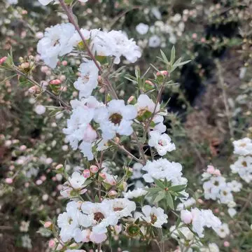 Leptospermum Silver Ice shrub with masses of white flowers.