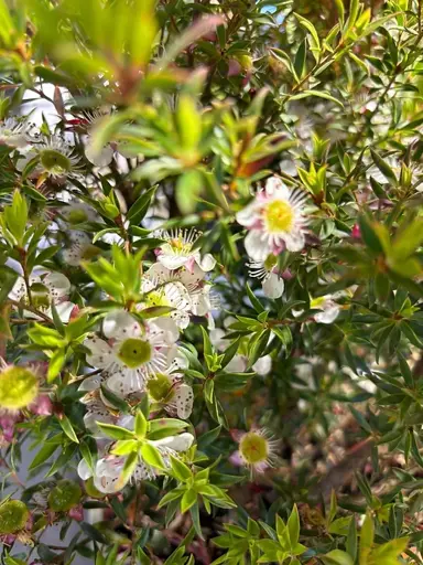 Leptospermum spectabile cream plant with cream coloured flowers.