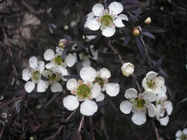 Leptospermum 'Starry Night' shrub with dark foliage and white flowers.