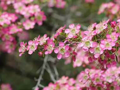 leptospermum-tickled-pink-