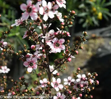 leptospermum-tui--1