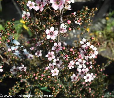 leptospermum-tui--2