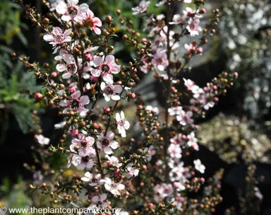 leptospermum-tui--3