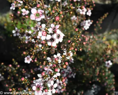 leptospermum-tui--4