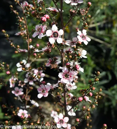 leptospermum-tui--6