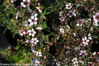 leptospermum-tui--7