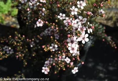 leptospermum-tui--8