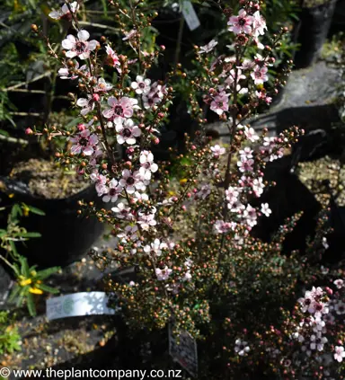 leptospermum-tui-