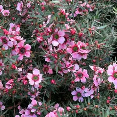 Leptospermum Wairere Falls plant with masses of pink flowers.