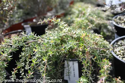 leptospermum-wairere-1