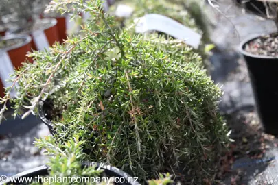 leptospermum-white-cascade-