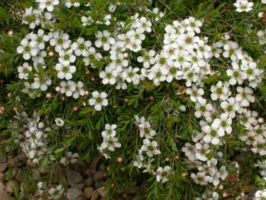 leptospermum-white-cascade-1