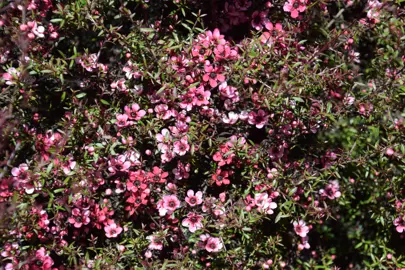 Leptospermum Wiri Amy plant with masses of pink flowers.