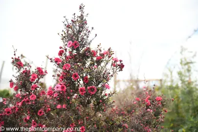 leptospermum-wiri-kerry--1