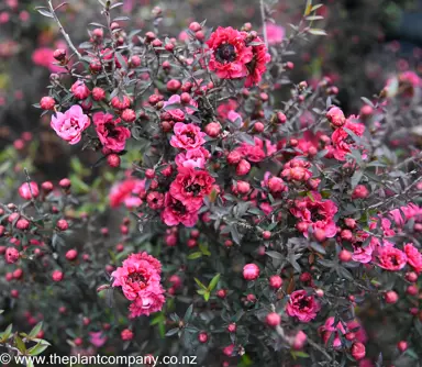 leptospermum-wiri-kerry--10