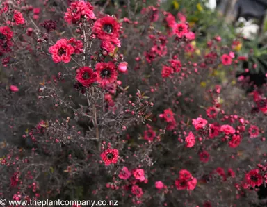 leptospermum-wiri-kerry--5