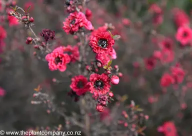 leptospermum-wiri-kerry--6