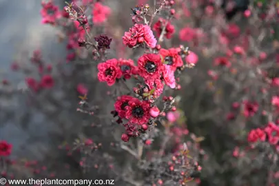 leptospermum-wiri-kerry--7