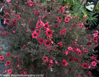 leptospermum-wiri-kerry--8