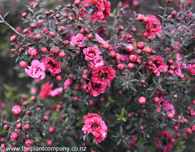 leptospermum-wiri-kerry--9