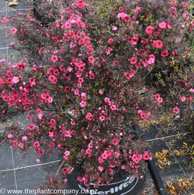 leptospermum-wiri-kerry-