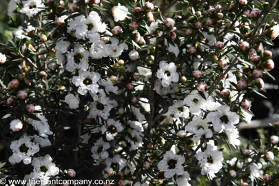 leptospermum-wiri-linda--1