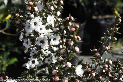 leptospermum-wiri-linda--2