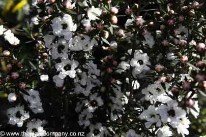 leptospermum-wiri-linda--3