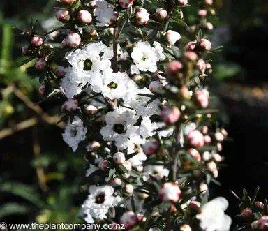 leptospermum-wiri-linda--4