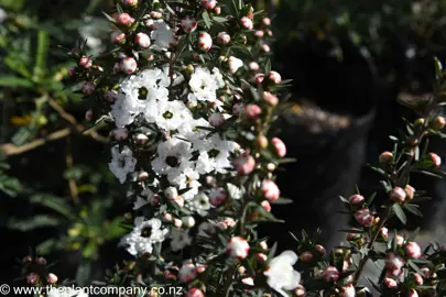 leptospermum-wiri-linda--5