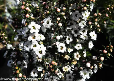 leptospermum-wiri-linda--7