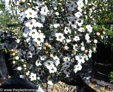 leptospermum-wiri-linda-