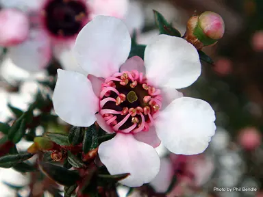 leptospermum-kea-1