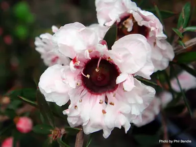 leptospermum-blossom-