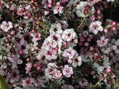 leptospermum-blossom-2