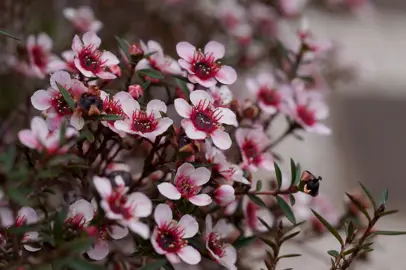 leptospermum-nanum-elizabeth-jane-