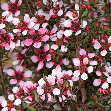 leptospermum-nanum-elizabeth-jane-1