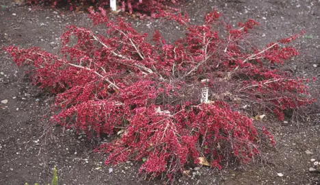 leptospermum-nanum-elizabeth-jane-2