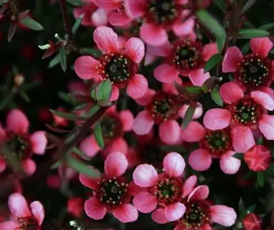 leptospermum-nanum-kiwi-