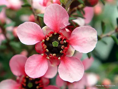 leptospermum-nanum-kiwi-1