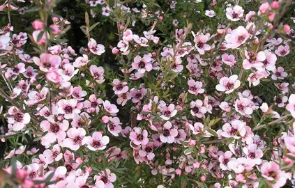 leptospermum-wiri-sandra-