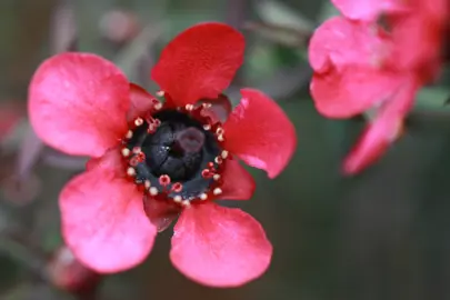 leptospermum-wiri-donna-